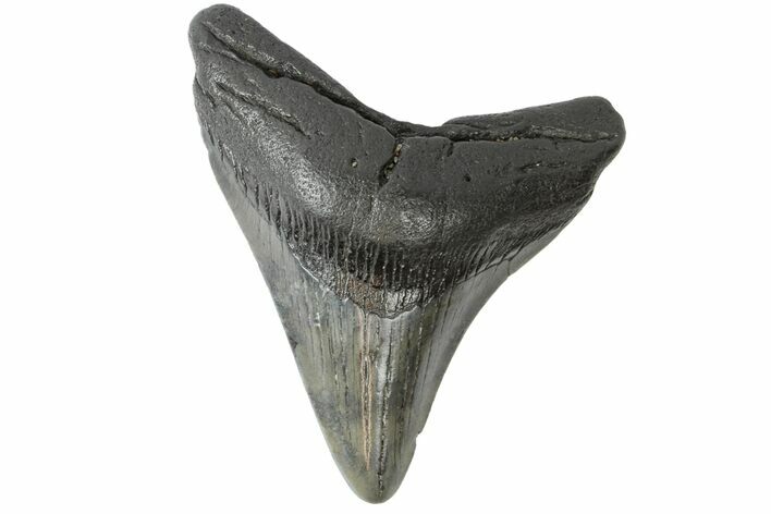 Fossil Megalodon Tooth - South Carolina #164984